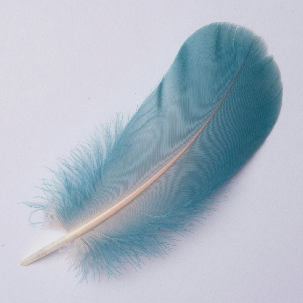 pluma — пір’їна